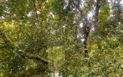 Even the Trees Know When to Rest